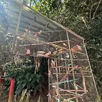 Ape Do Salomao